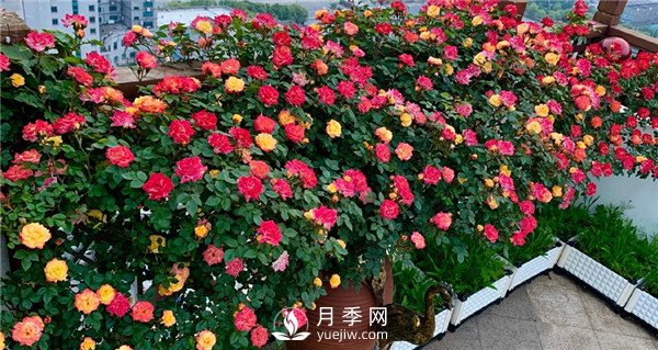 9个漂亮的花园藤本月季推荐(图5)