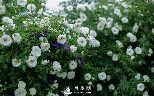 9个漂亮的花园藤本月季推荐(图1)