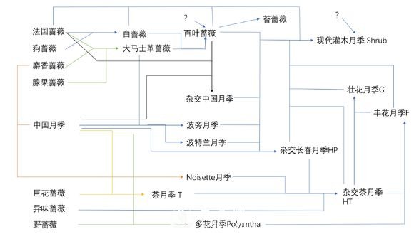 月季育种历史图谱(图1)