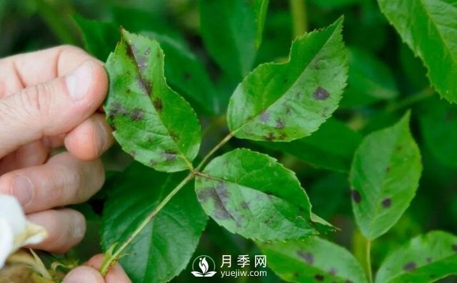 注意！夏秋大雨过后极易诱发月季黑斑病(图1)