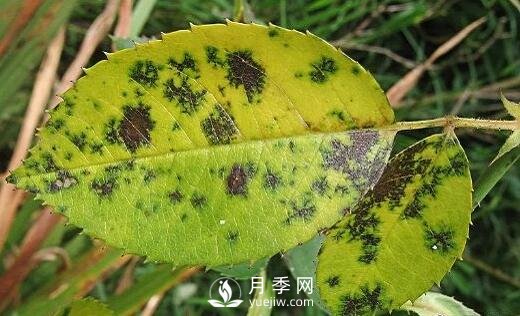 注意！夏秋大雨过后极易诱发月季黑斑病(图2)