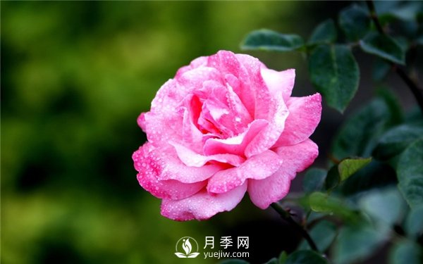 月季花怎么栽种更好，养护时应注意什么？(图3)