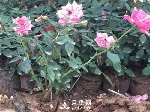 盆栽小月季花如何养殖(图1)