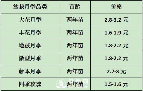 2021年春季盆栽月季市场报价 盆花月季多少钱一棵？(图1)