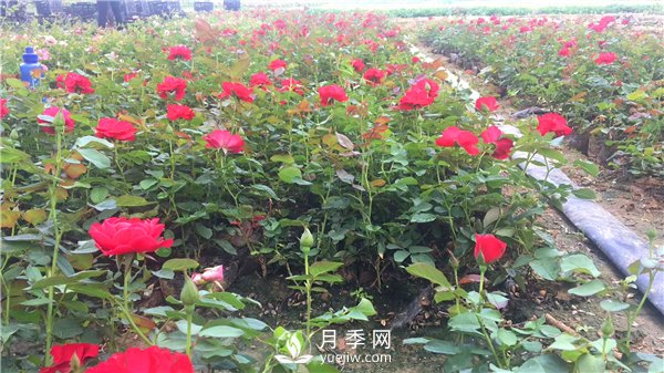 疫情未了，2021年春节，月季花木企业应该怎么做？(图1)