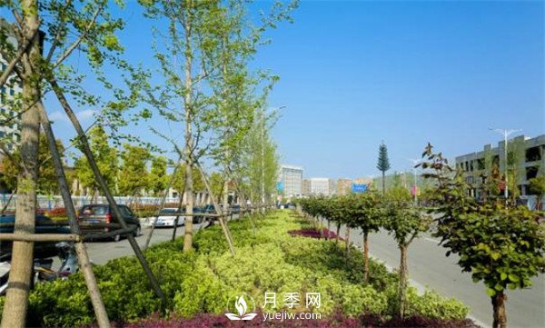 淅川的月季景观格局呈现(图3)