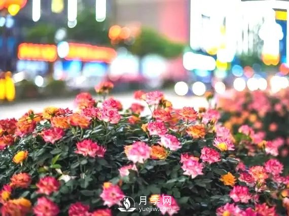 月季花球在城市绿化中的运用(图2)