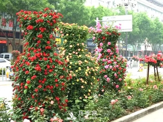 月季花球在城市绿化中的运用(图1)