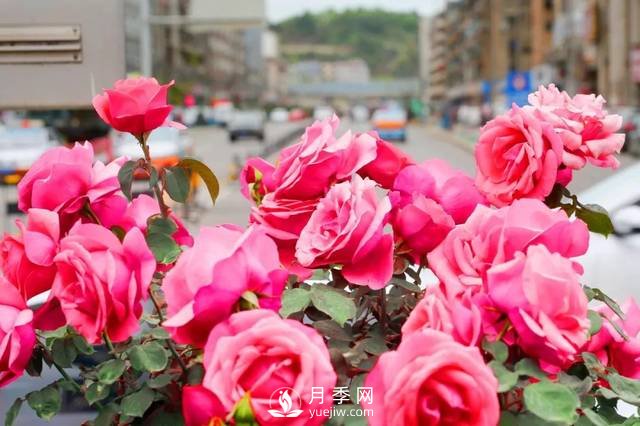 以市花月季为主 打造绵阳特色城市景观(图1)