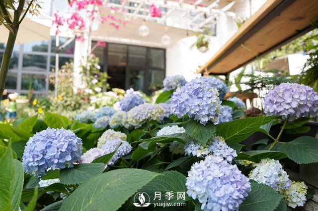 园艺初学者指南：植物光照(图2)