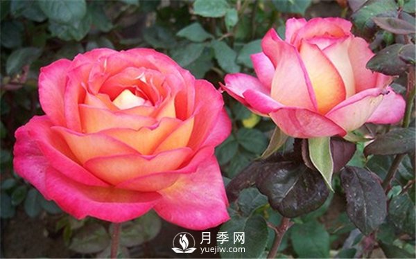 夏季太阳大，没几种花是不怕暴晒，大花月季的6个伤不起(图1)