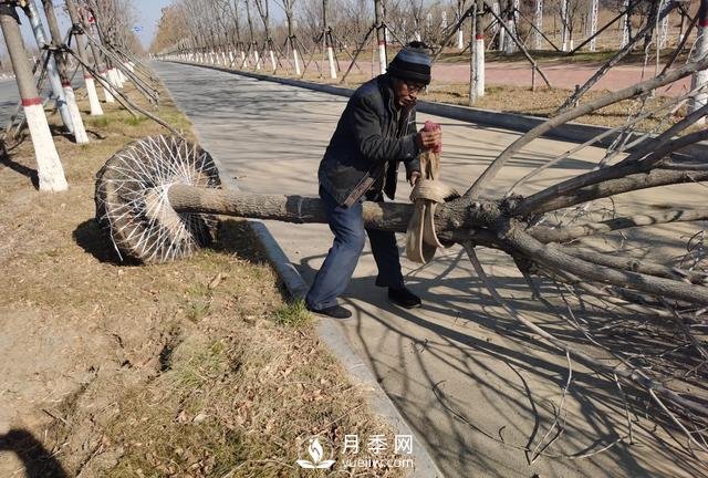 现在种植什么绿化苗木前景好？(图1)