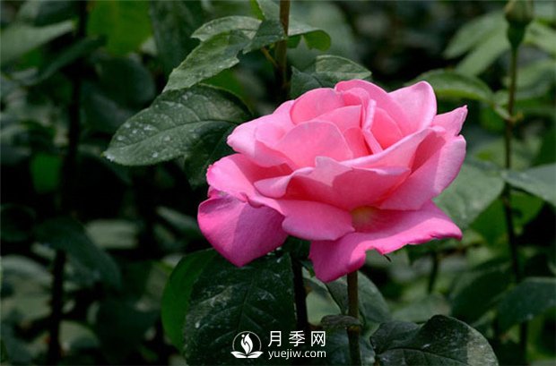 不同季节的月季花，施肥时刻是不同的(图1)