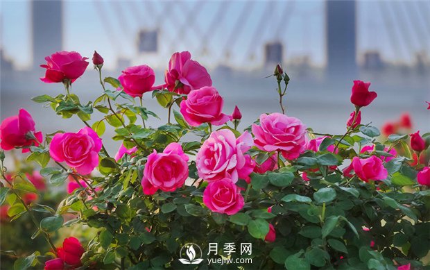 南阳月季花在冬天会开花吗？(图1)