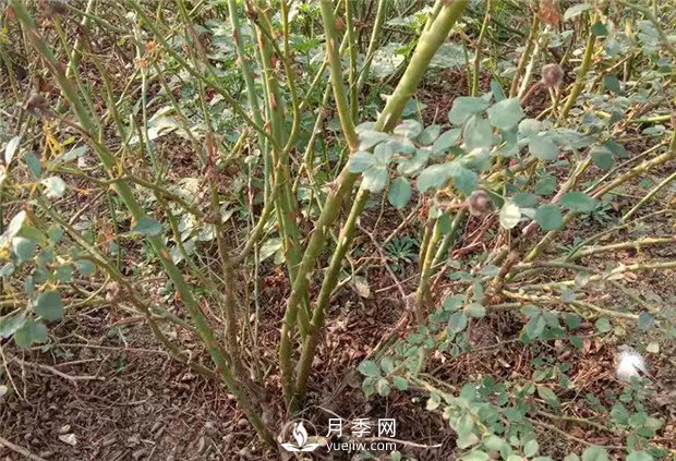 南阳月季苗在嫁接接芽上的如何选择？(图1)