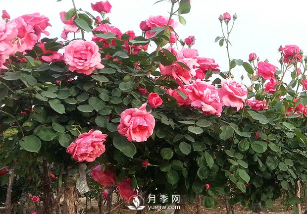 月季的春季养护和促花管理(图1)