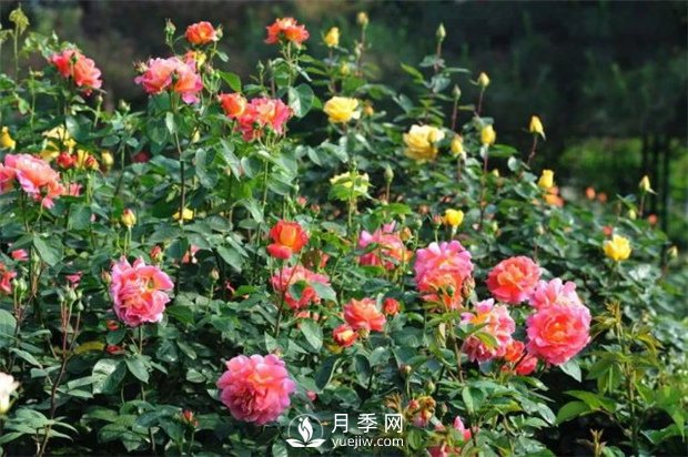植物僵苗有哪些种类？如何处理？上海龙凤419告诉你(图1)