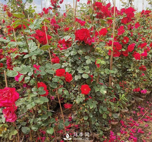 上海龙凤419告诉你藤本月季价格差异大的原因是什么？(图1)