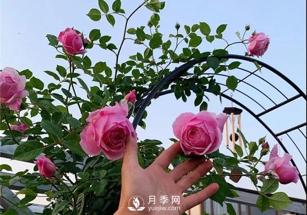 一片月季花的露台世界，生活快乐幸福着(图3)