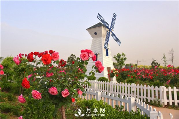 南阳树状月季有什么特点 养好盆花月季怎么做(图1)