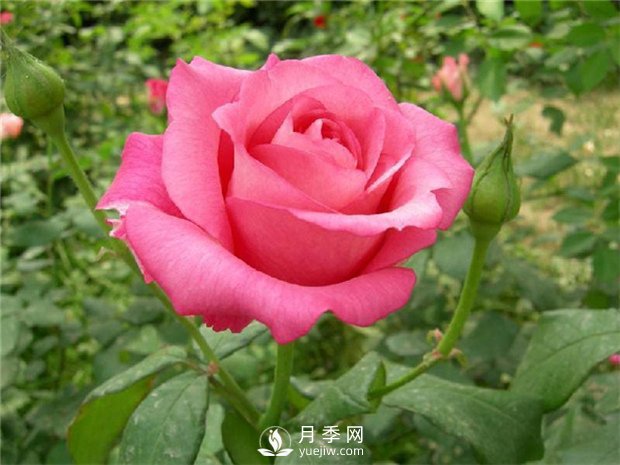 月季花都有什么花语？(图1)