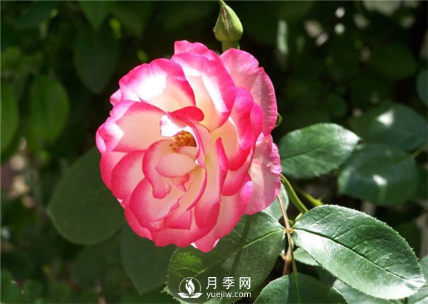 通人性的月季花(图1)