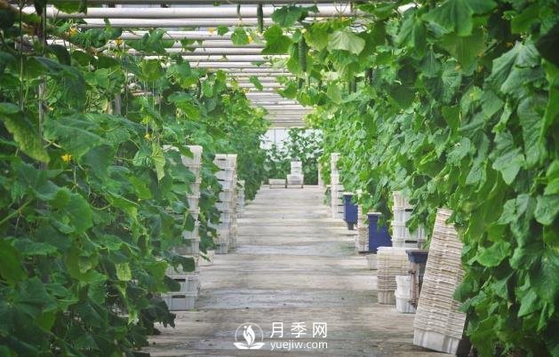 蔬菜全年种植安排计划表：1-12月种什么菜，全都说清楚了(图1)