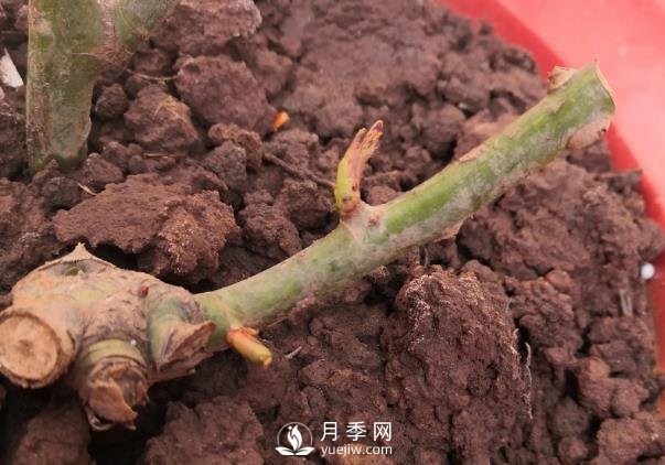 春天是个让人欣喜的季节，一定要养月季花(图1)