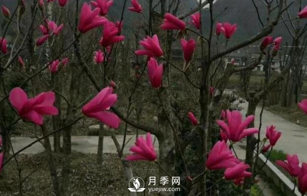 江苏红花玉兰引种与栽培技术(图1)