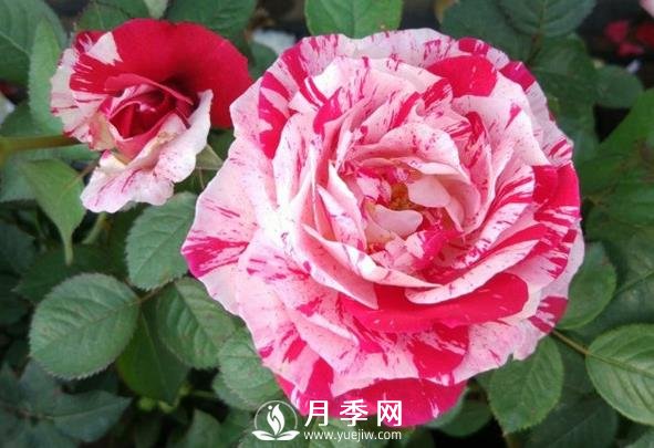 节日礼花月季，灌木月季推荐(图1)