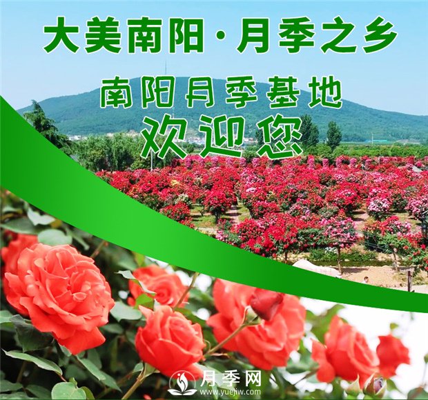 让南阳月季花香飘神州大地(图1)