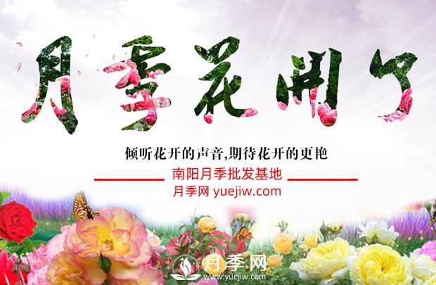 南阳月季产业进入快速发展阶段(图1)