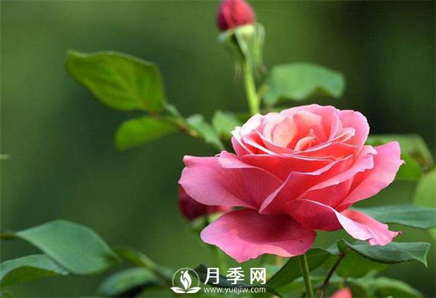 小月季花美丽清雅 养护你要知道(图1)