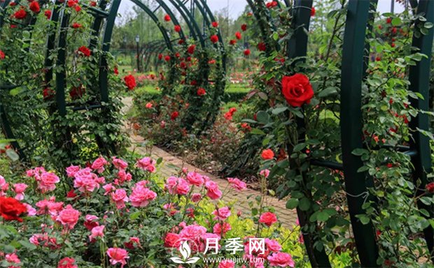  月季如何压枝(图1)