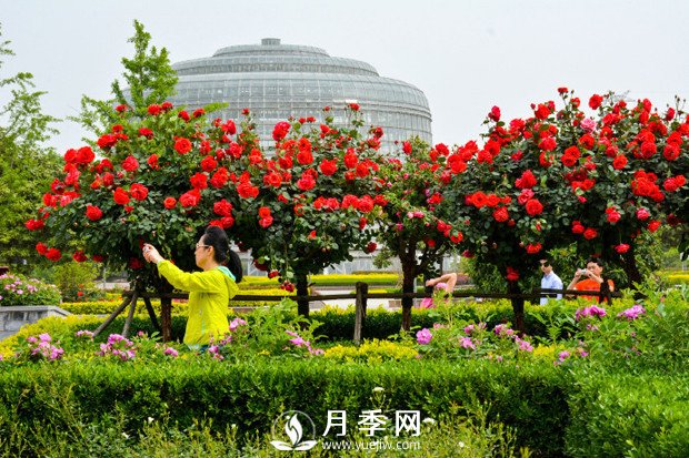 月季花苞到开花要多久？你知道什么因素决定的吗(图1)