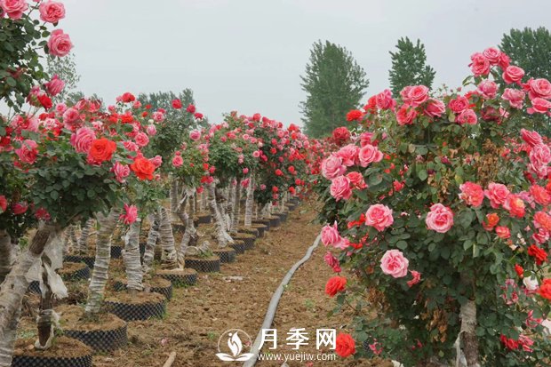 冬季休眠的月季为什么要重剪？(图1)