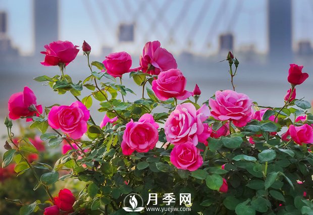 月季花样艳丽，花形大气美观(图1)