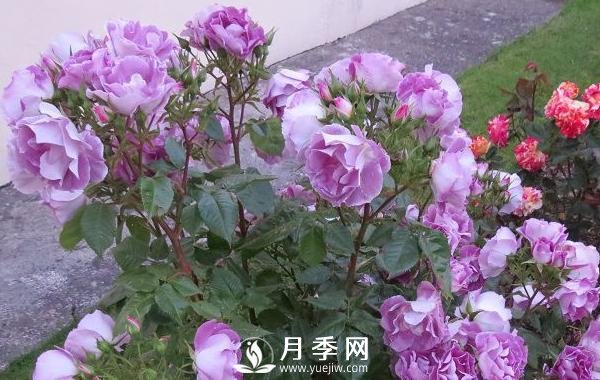 网红花蓝色妖姬和蓝玫瑰一样吗？ 你更喜欢哪一个呢？(图1)