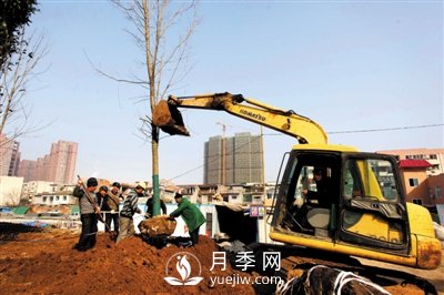 南阳：花木美化道路 提升城市绿化(图1)