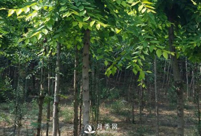 白玉兰树的种植方法(图1)