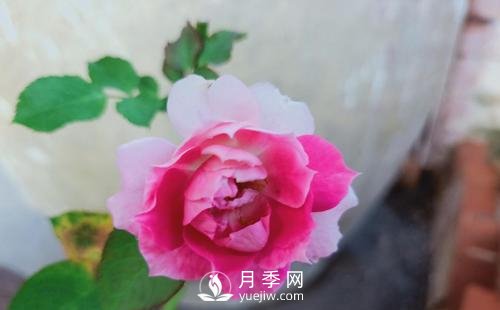 适合在广东的夏季种植的耐热月季有哪些？(图1)