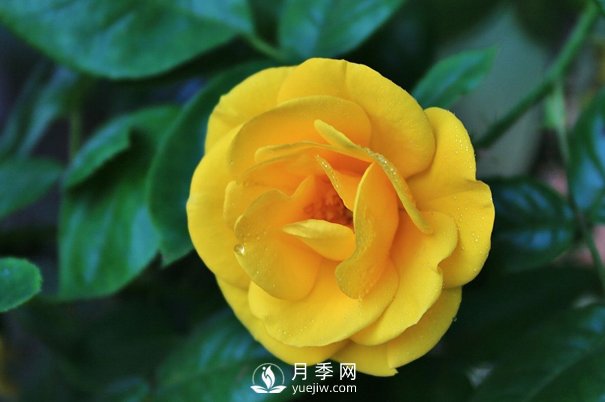 怎样能使南阳盆栽月季花期长、开大花？(图1)