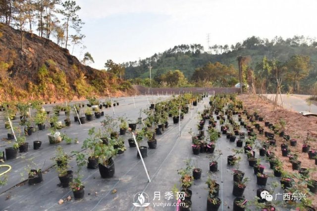 广西防城港：网络直播带旺月季花销售 推进乡村振兴(图2)