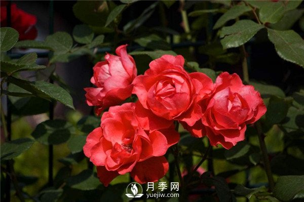 北京红月季，国月丰花月季推荐(图3)