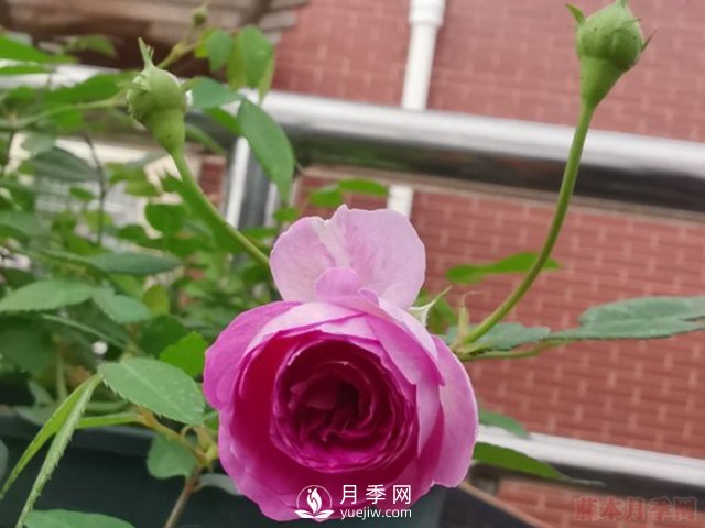 玛姬婶婶月季Aunt Margys推荐(图1)