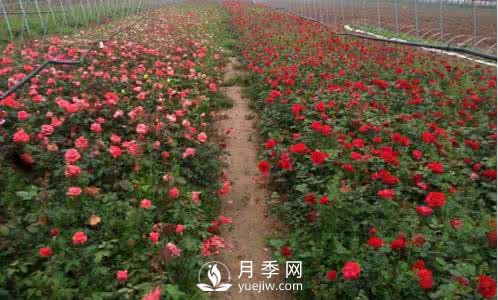 夏季怎么管理盆花月季 怎么养好盆花月季(图1)