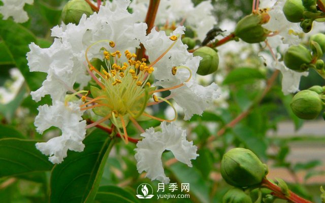 适合养殖在南阳台上的花卉植物(图3)