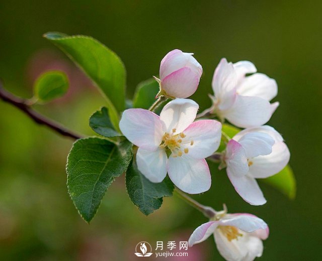 适合养殖在南阳台上的花卉植物(图4)