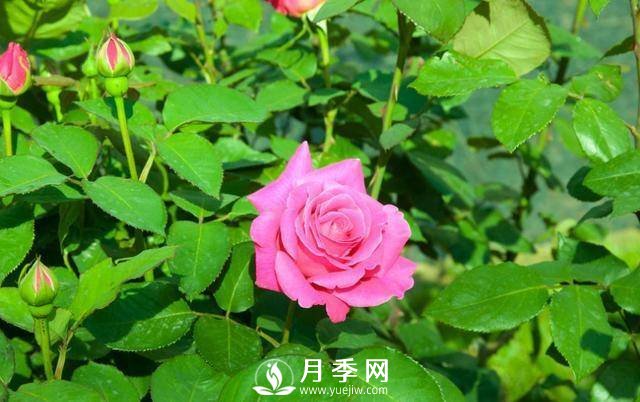 月季美丽高贵 你这样养 花开不断(图2)