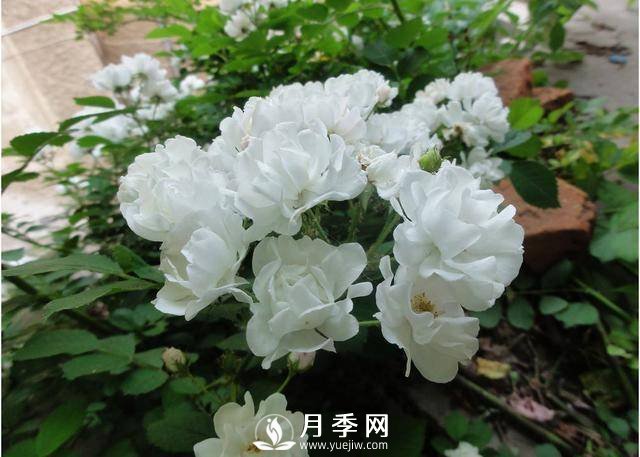 月季美丽高贵 你这样养 花开不断(图1)